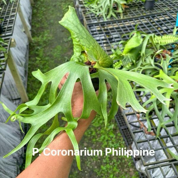 Platycerium P.CORONARIUM PHILIPPINES