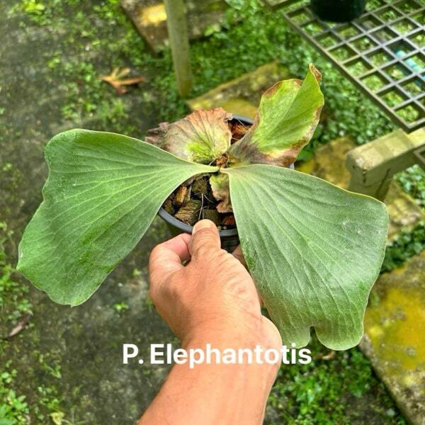 Platycerium P.ELEPHANTOTIS