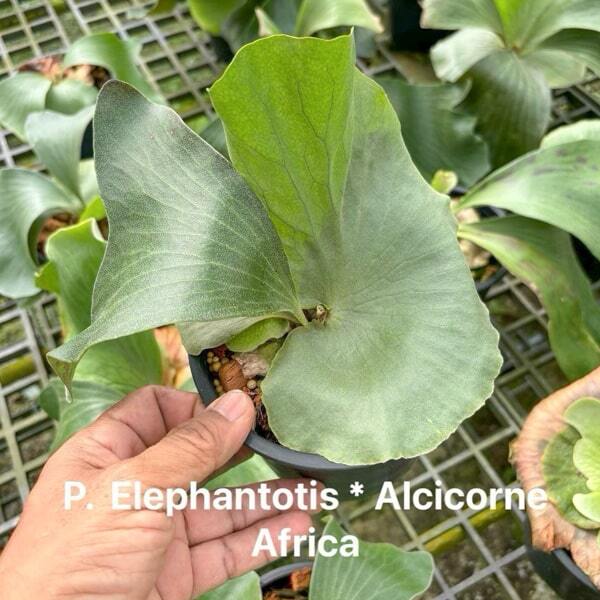Platycerium P.ELEPHANTOTIS x ALCICORNE AFRICA