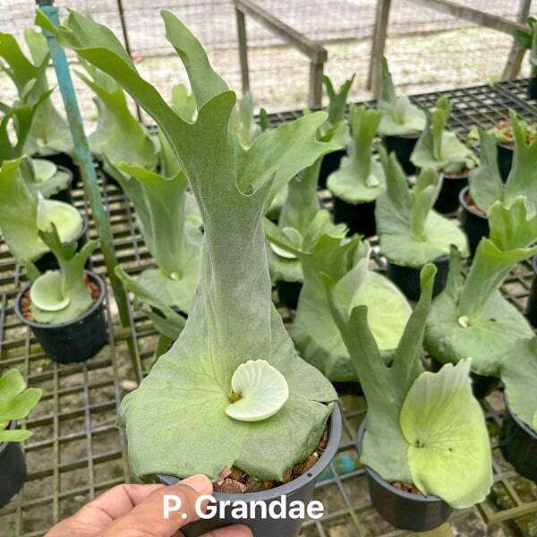 Platycerium P.GRANDAE