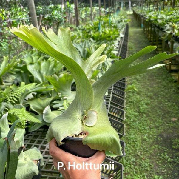 Platycerium P.HOLTTUMII