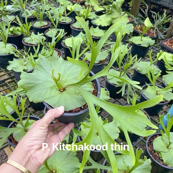 Platycerium P.KITCHAKOOD THIN