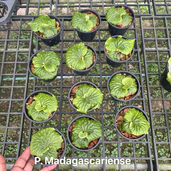 Platycerium P.MADAGASCARIENSE