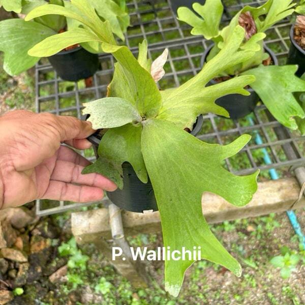 Platycerium P.WALLICHII