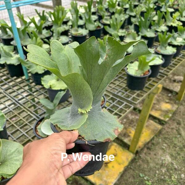 Platycerium P.WANDAE