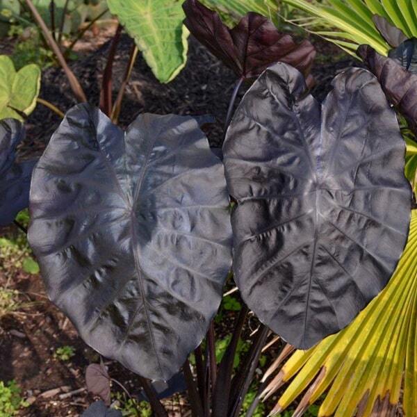 Colocasia PAINTED BLACK