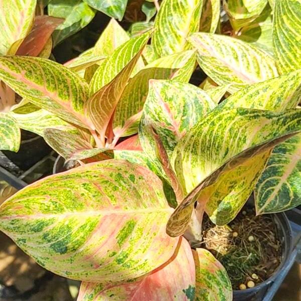 Aglaonema THONG PAN CHANG