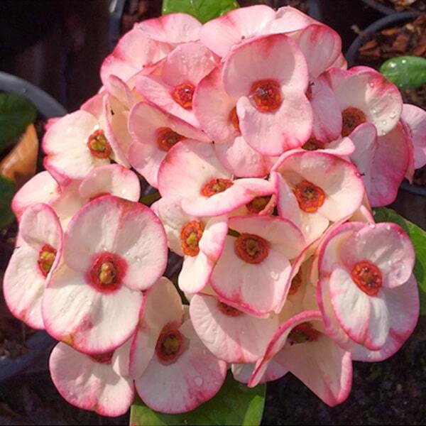 Euphorbia Milii PAN PAKSA