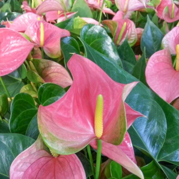Anthurium andraeanum PANDORA