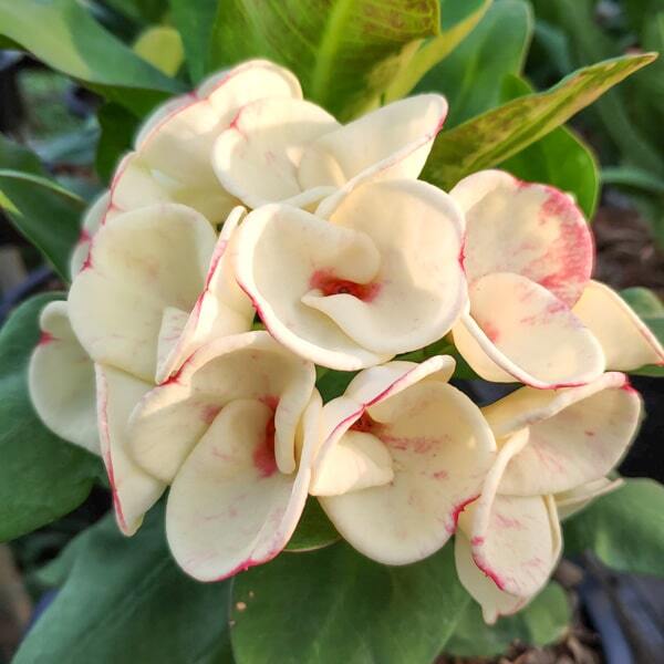 Euphorbia Milii PAO TANG