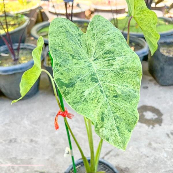 Colocasia PARAISO