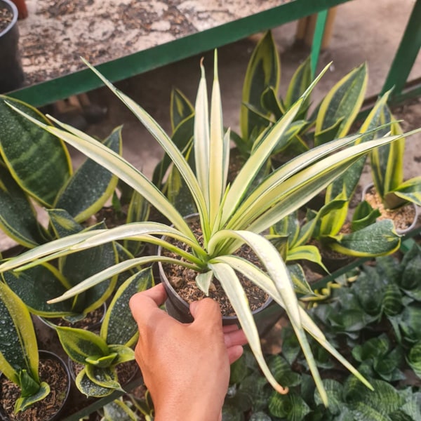 Sansevieria PARVA LANCET WHITE