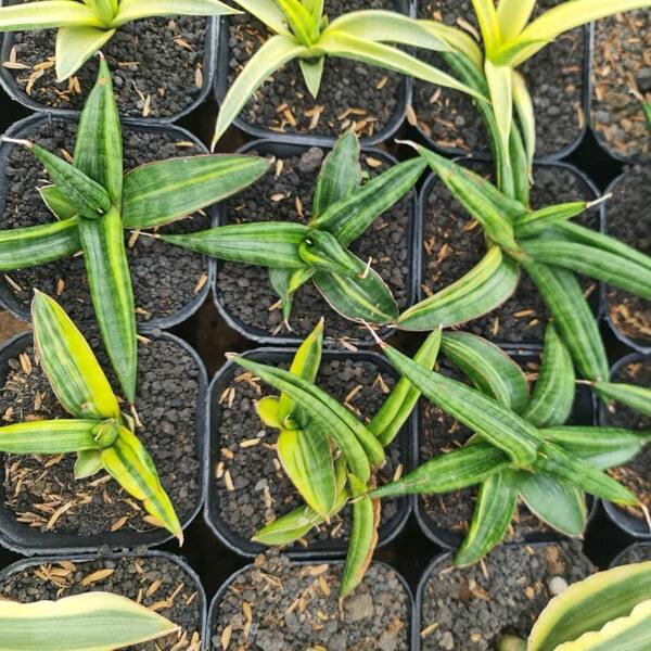 Sansevieria PATENS VAR