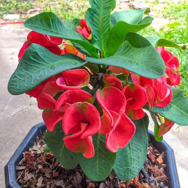 Euphorbia Milii PAYA MANGKORN