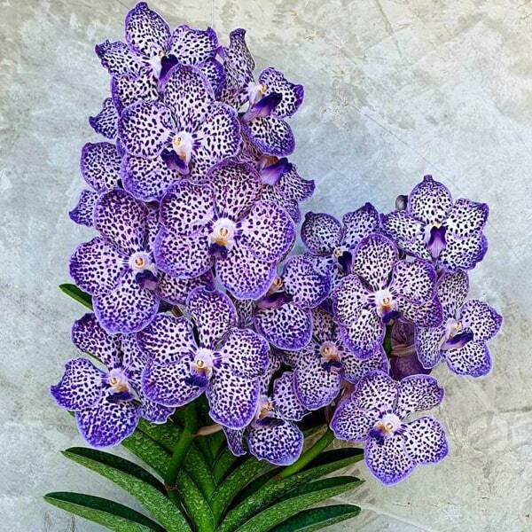 Papilionanda orchid PDA OMAR PADRON