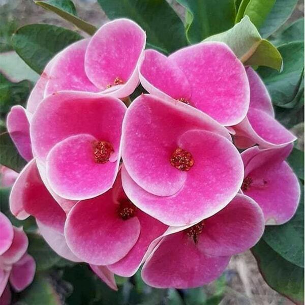 Euphorbia Milii PETCH PETAI