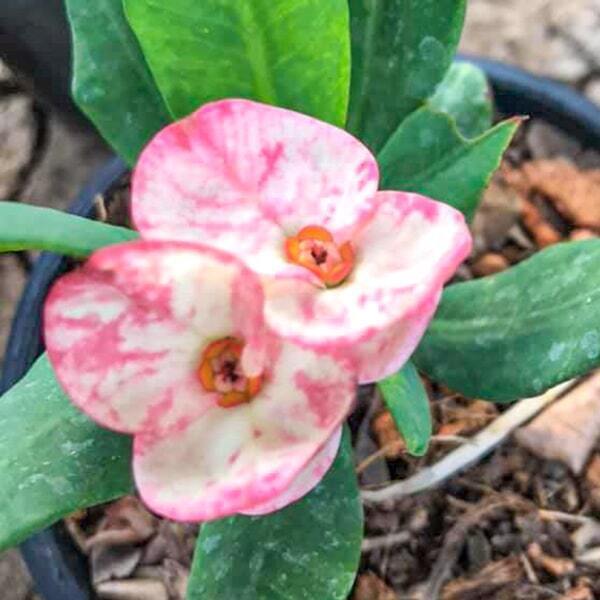 Euphorbia Milii PETCH PLOY