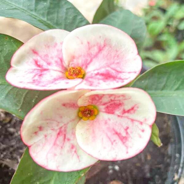 Euphorbia Milii PETCH SIAM