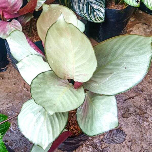 Calathea VAGINATA PETERSEN