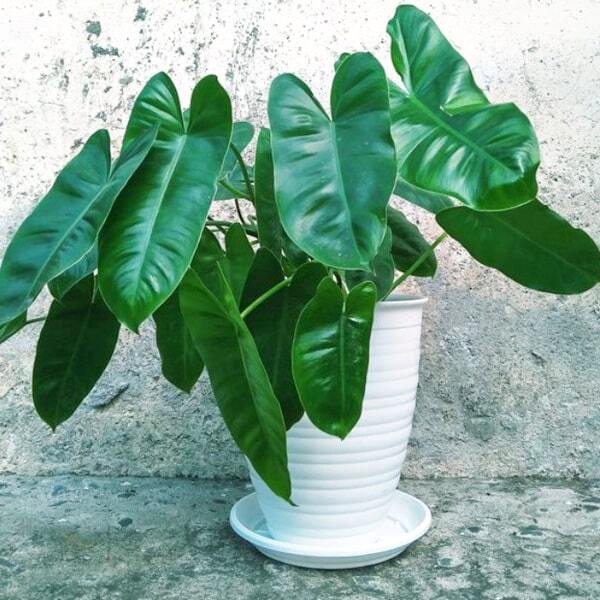 Philodendron BURLE MARX GREEN