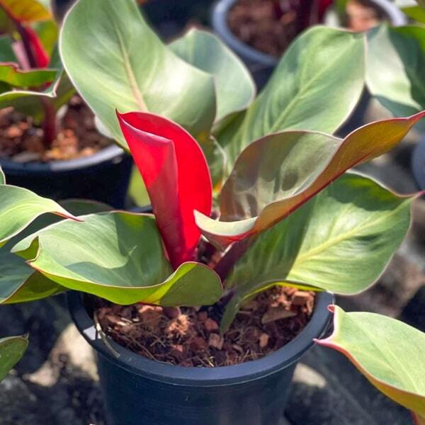 Philodendron CHERRY RED