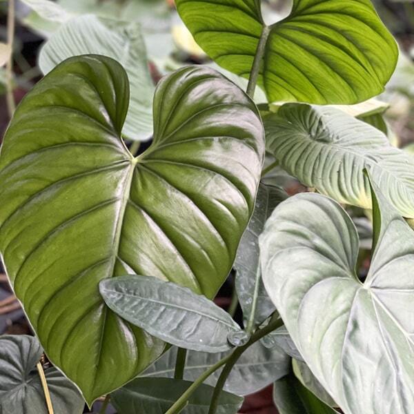 Philodendron COLUMBIA