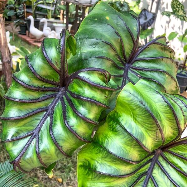 Colocasia PHARAOH MASK