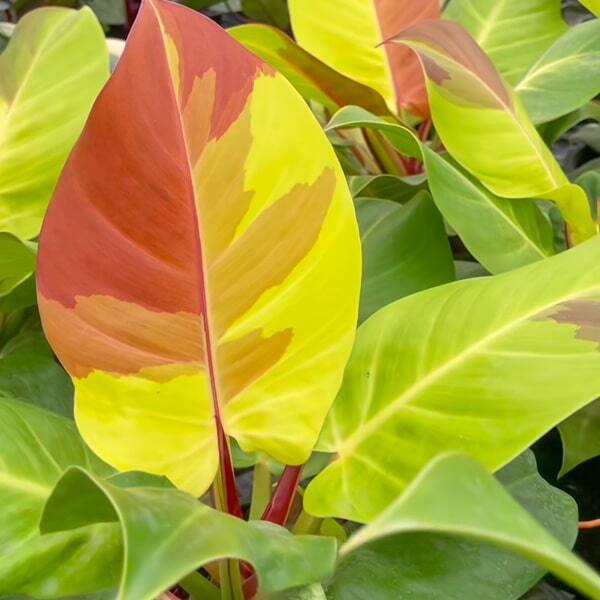 Philodendron YELLOW FLAME