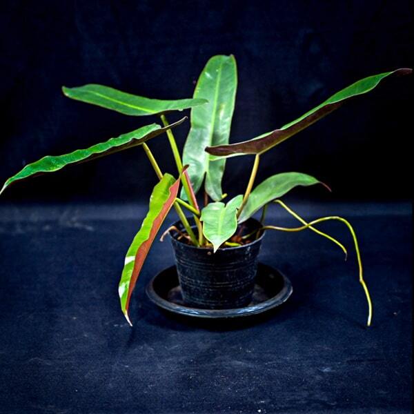 Philodendron ATABAPOENSE