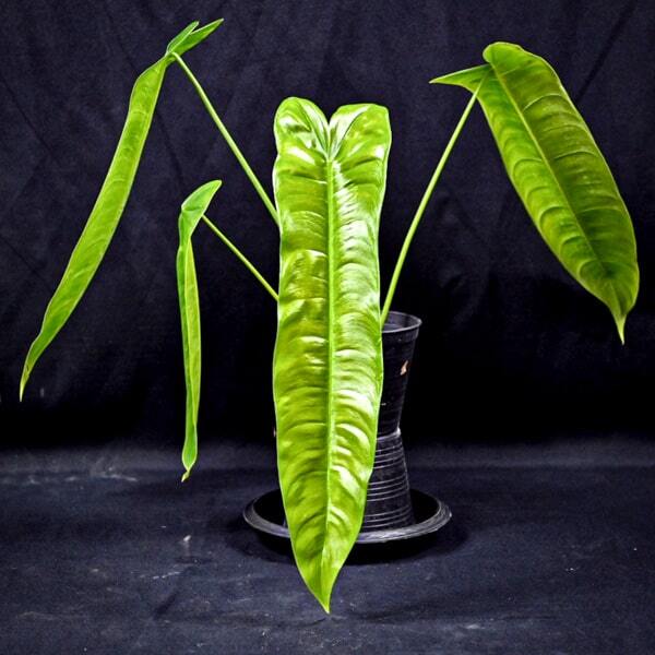 Philodendron SHARONIAE