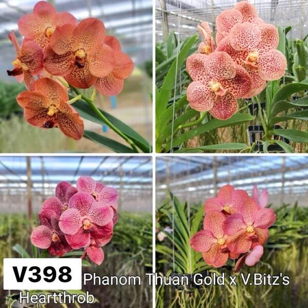 Vanda orchid V PHANOM THUAN GOLD X V BITZS HEARTTHROB #398