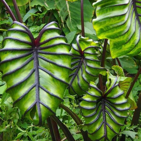 Colocasia PHARAON'S MASK