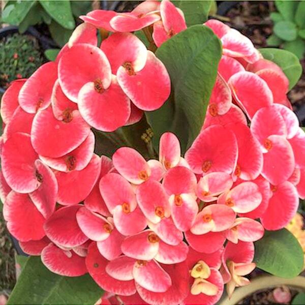 Euphorbia Milii PHEE SUE