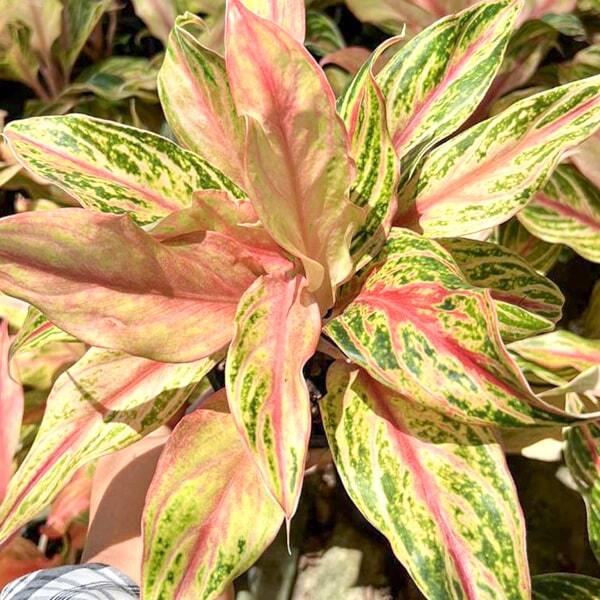 Aglaonema PHET CHIANG RUNG
