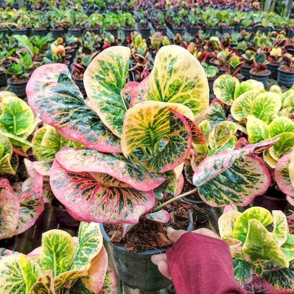 Croton PINK DIAMOND Ð PHET CHOMPHU