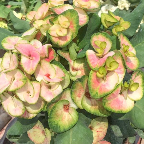 Euphorbia Milii PETCH MANEE FANCY