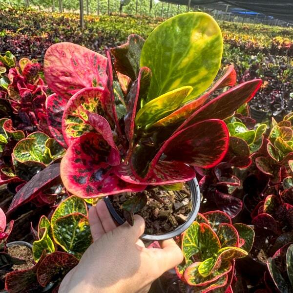 Croton PHET MONGKON