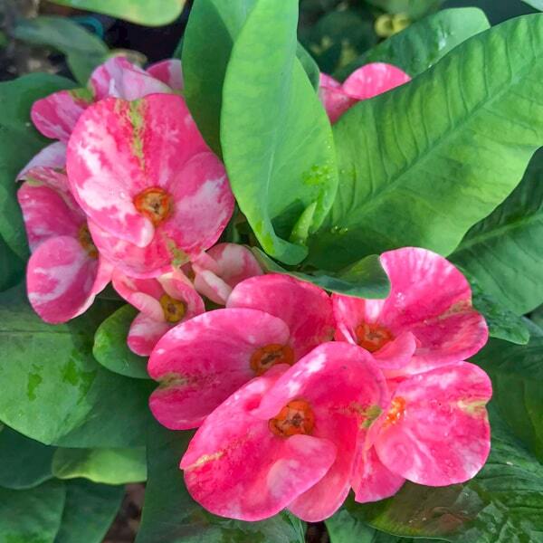 Euphorbia Milii PETCH SRIRUNG