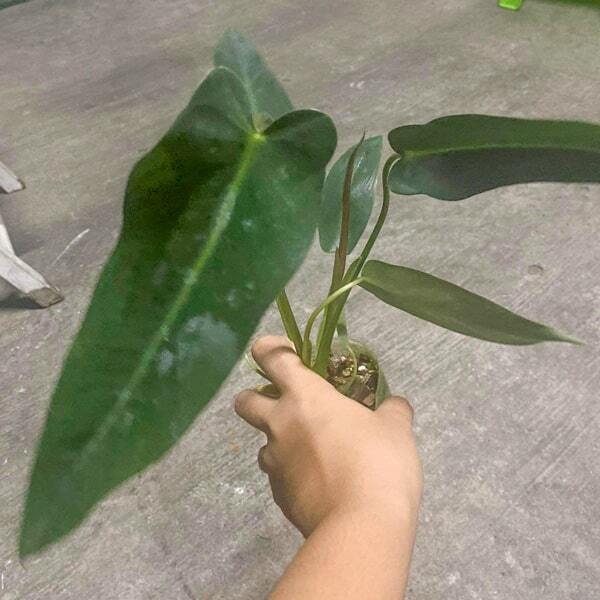 Philodendron SPIRITUS SANCTII