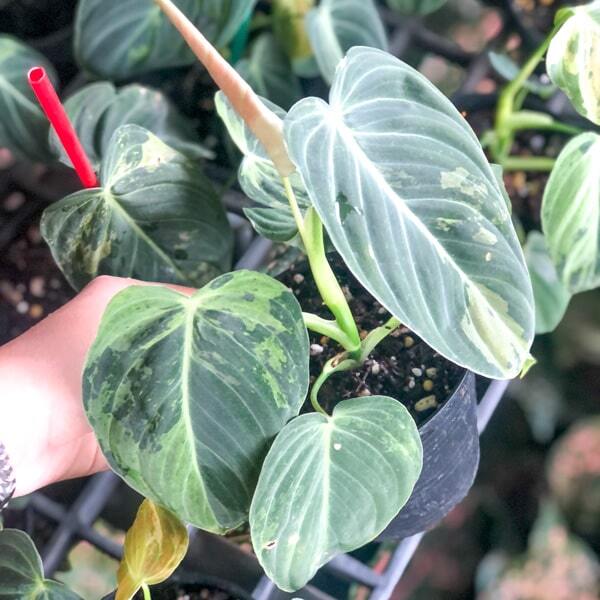 Philodendron MELANOCHRYSUM VAR
