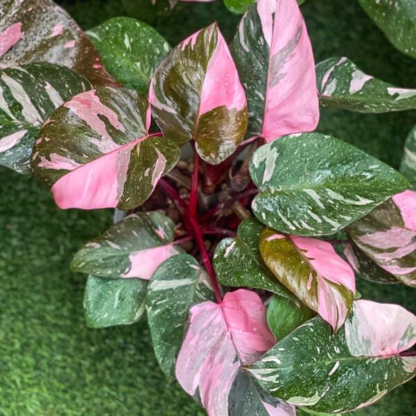 Philodendron PINK PRINCESS MARBLE KING