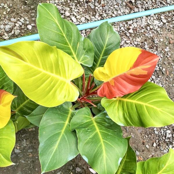 Philodendron YELLOW FLAME