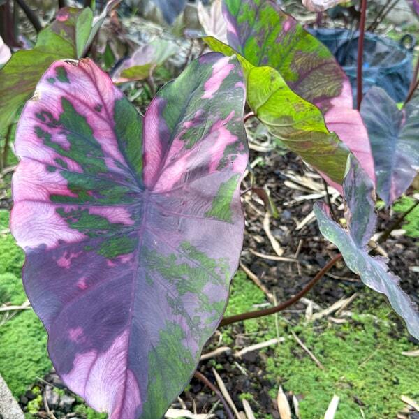 Colocasia PHUSA DIAMOND