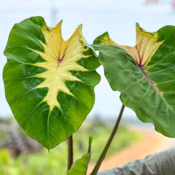 Colocasia PIGTAILED PRINCESS