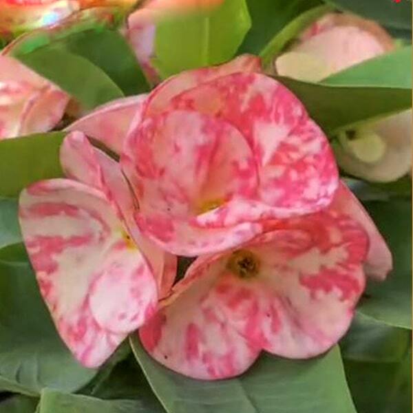 Euphorbia Milii PIMP DAO