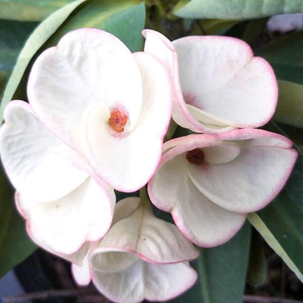 Euphorbia Milii PIN KAEW