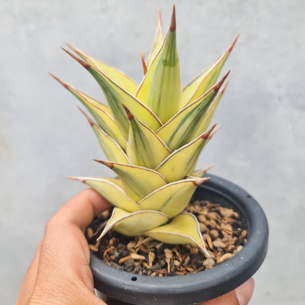 Sansevieria PINGUICULA YELLOW/AUREA BIG
