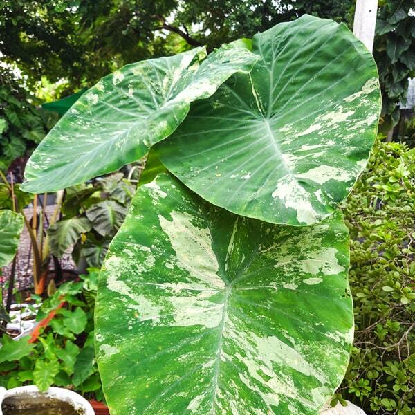 Colocasia PINK ANDAMAN