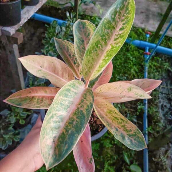 Aglaonema PINK BANANA