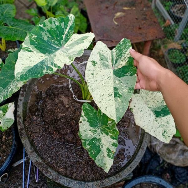Colocasia PINK CHANTHABUN
